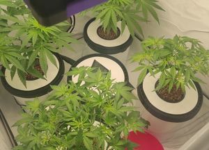 Konopie i marihuana
