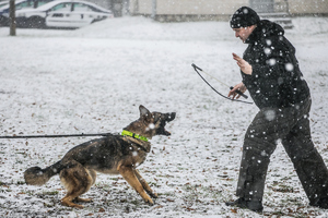 Skąd biorą się psy w Policji