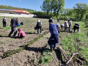Tysiąc pięćset świerków na stulecie kobiet w Policji – wspólna akcja sadzenia lasu w powiecie dzierżoniowskim