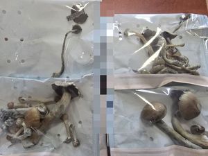 Irracjonalne zachowanie i zabezpieczenie substancji psychoaktywnej – interwencja dzierżoniowskiej policji