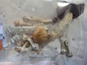 Zabezpieczone grzyby