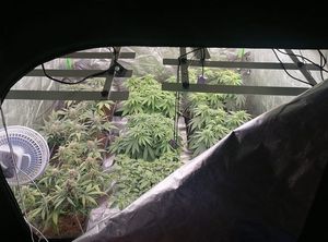 Policjanci z Dzierżoniowa konsekwentnie walczą z narkotykami