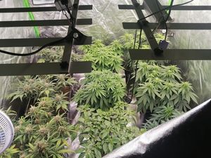 Zabezpieczone narkotyki