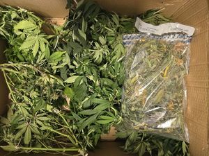 Zabezpieczone narkotyki