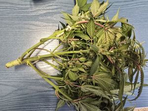 Zabezpieczone narkotyki