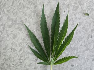 Kryminalni z Dzierżoniowa przejęli znaczną ilość środków odurzających – skuteczna praca operacyjna doprowadziła do zatrzymania mężczyzny