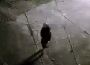 Policja poszukuje mężczyzny podejrzewanego o zniszczenie mienia